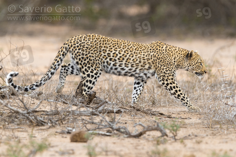 Leopardo, femmina adulta che avanza verso una preda