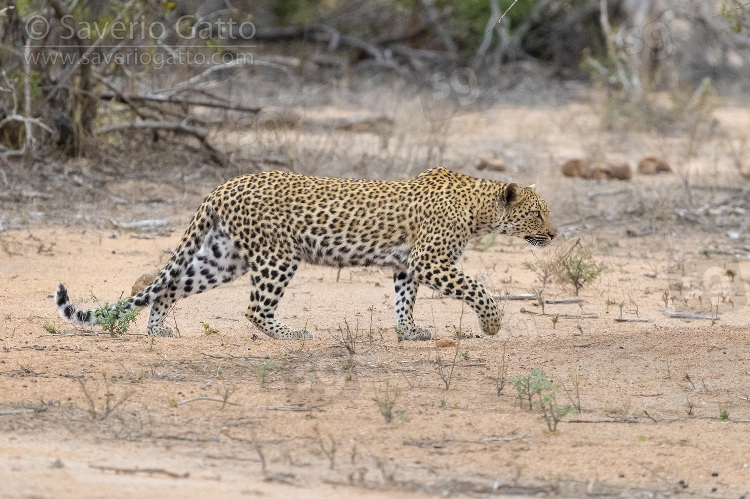 Leopardo, femmina adulta che avanza verso una preda
