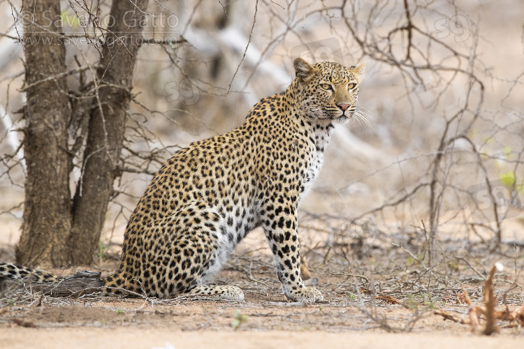 Leopardo, femmina adulta a riposo