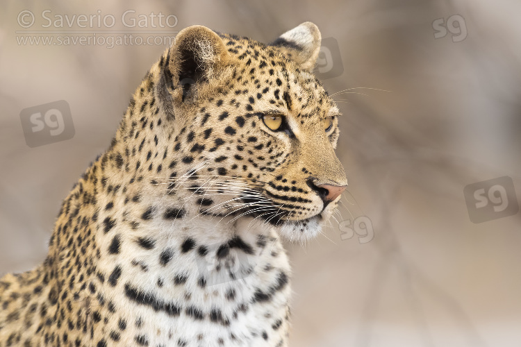 Leopardo, primo piano di una femmina adulta