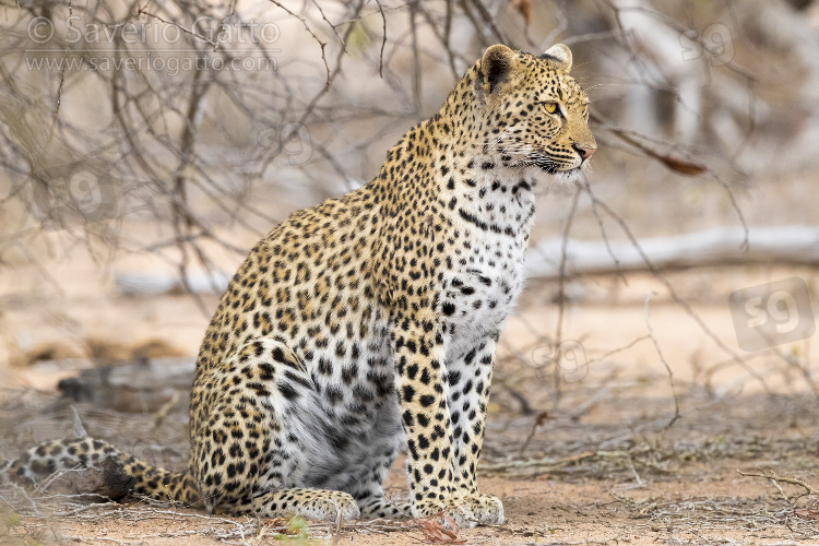 Leopardo, femmina adulta a riposo