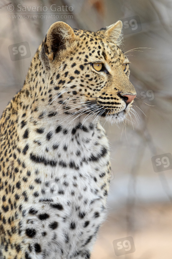 Leopard, adult female close-up