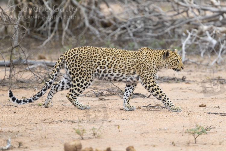 Leopard, adult female walking in the savannah