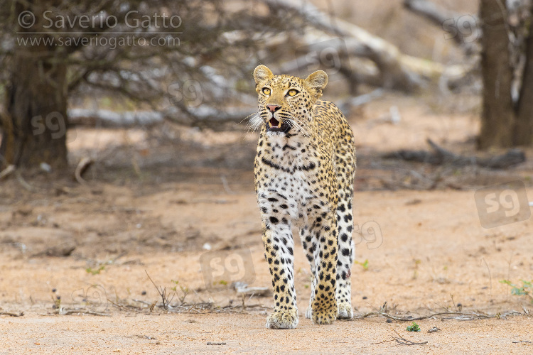Leopardo, femmina adulta che guarda in alto