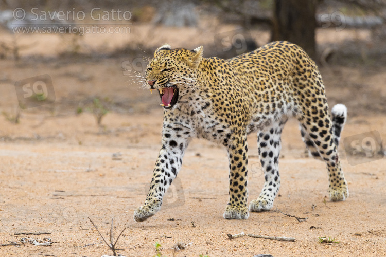 Leopardo, femmina adulta che sbadiglia