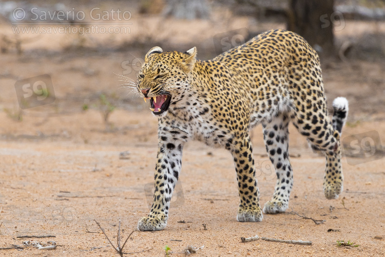 Leopardo, femmina adulta che mostra i denti