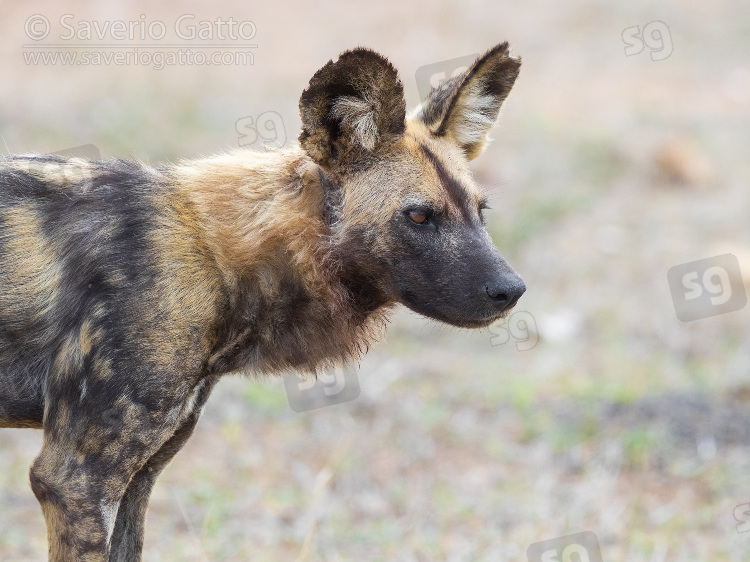 Wild Dog, close-up of an adult