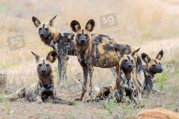 Licaoni, piccolo branco nella savana