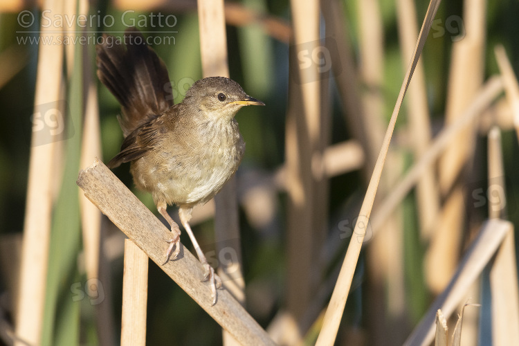 Little Rush Warbler, adult perched on a reed