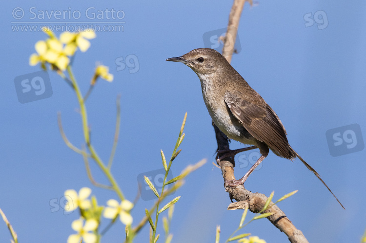 Little Rush Warbler, adult perched on a branch