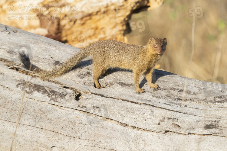 Slender Mongoose, adult standing on an old trunk