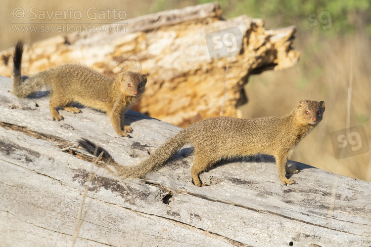 Slender Mongoose, two adults standing on an old trunk