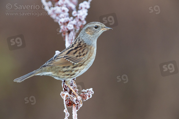 Dunnock, adult perched on a stem covered in frost