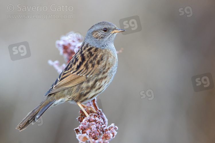 Dunnock, adult perched on a stem covered in frost