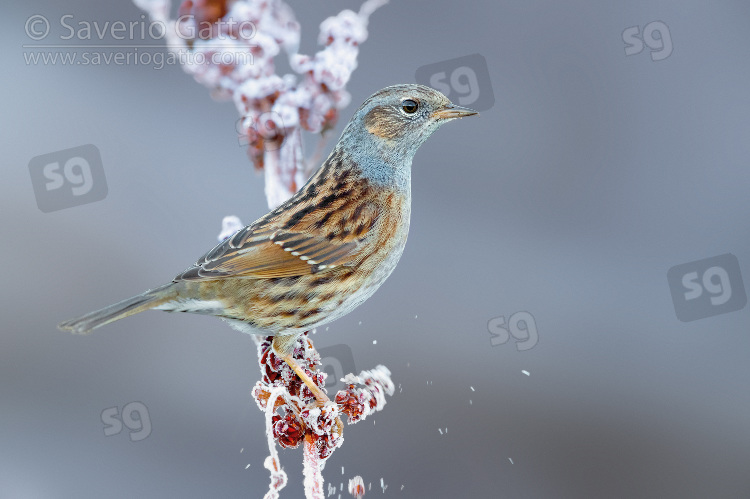 Dunnock, adult perched on a stem covered in frost