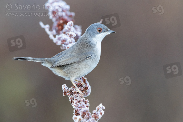 Sardinian Warbler, side view of an adult female perched on a frost covered stem