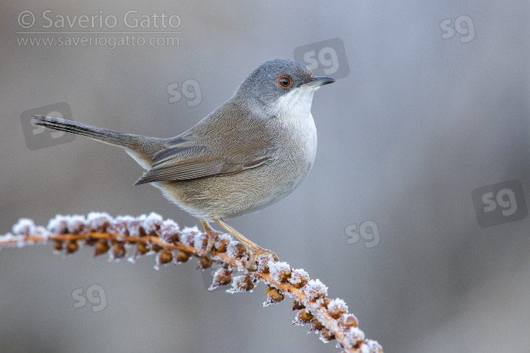 Sardinian Warbler, side view of an adult female perched on a frost covered stem