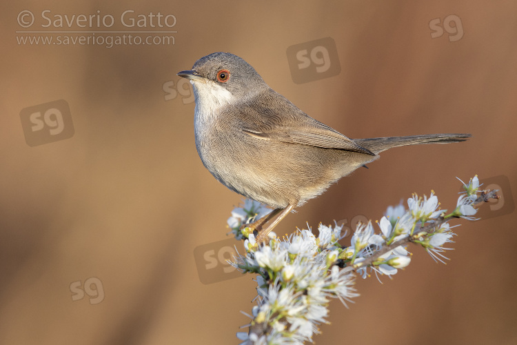 Sardinian Warbler, side view of an adult female perched on a blackthorn branch