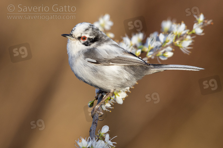 Sardinian Warbler, side view of a leucistic male perched on a blackthorn branch