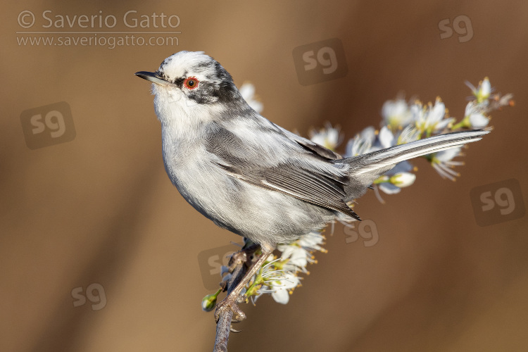 Sardinian Warbler, side view of a leucistic male perched on a blackthorn branch