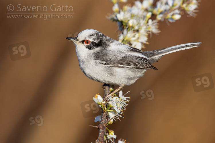 Occhiocotto, maschio leucistico su un ramo di prugnolo fiorito