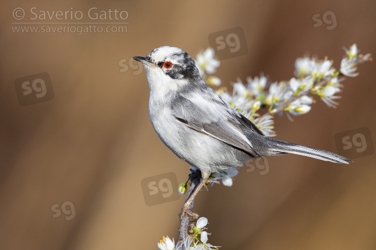 Occhiocotto, maschio leucistico su un ramo di prugnolo fiorito