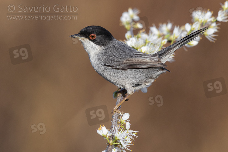 Sardinian Warbler, side view of an adult male perched on a blackthorn branch