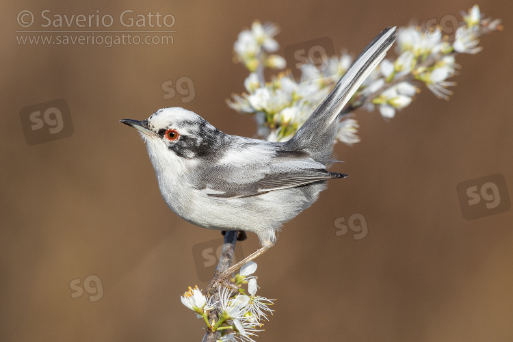 Occhiocotto, maschio leucistico su un ramo di prugnolo fiorito