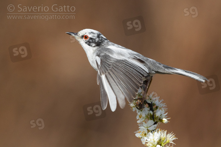 Sardinian Warbler, side view of a leucistic male taking of from a blackthorn branch