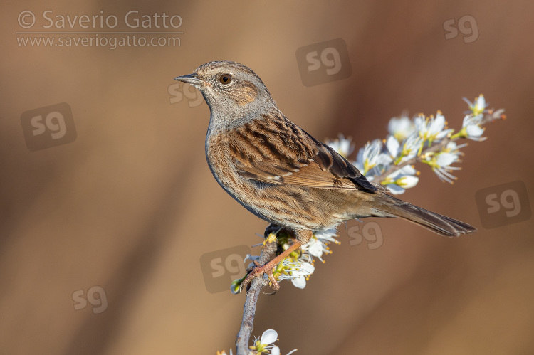 Dunnock, adult perched on a blackthorn branch