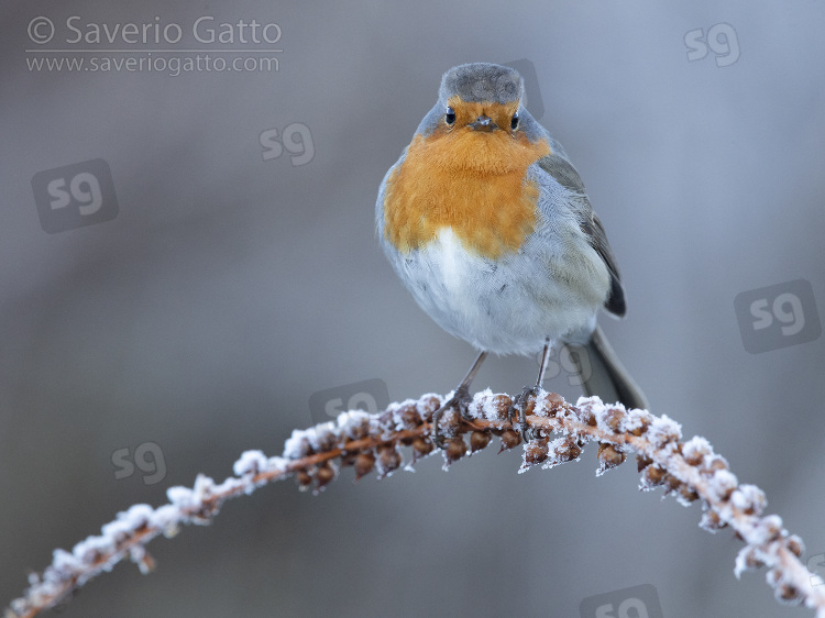 European Robin, adult perched on a stem coverd with frost