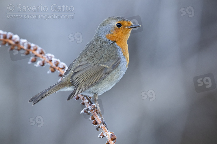 European Robin, adult perched on a stem coverd with frost