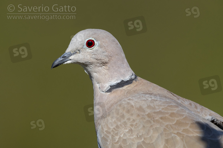 Eurasian Collared Dove, adult close-up