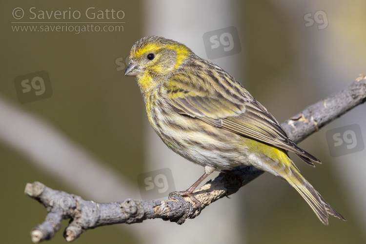 European Serin, side view of an adult male perched on a branch