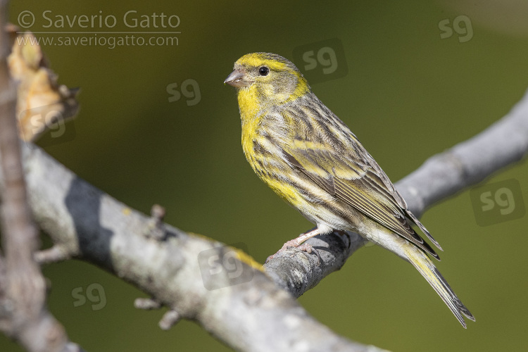 European Serin, side view of an adult male perched on a branch