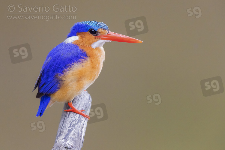 Malachite Kingfisher, side view of an adult perched on a branch