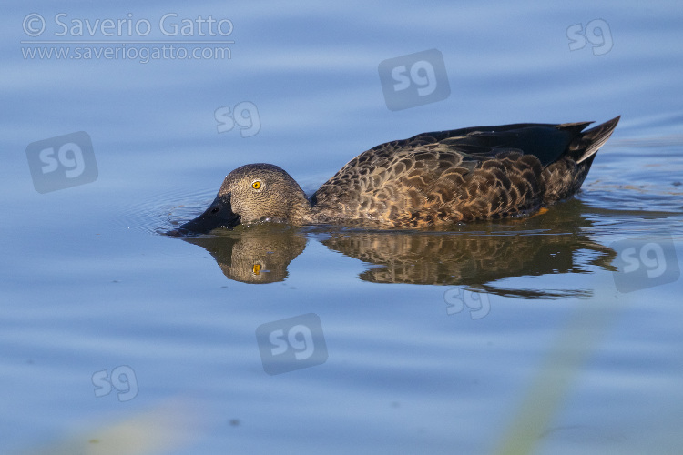 Cape Shoveler, adult female looking for food in the water