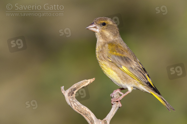 European Greenfinch, side view of a female perched on a branch