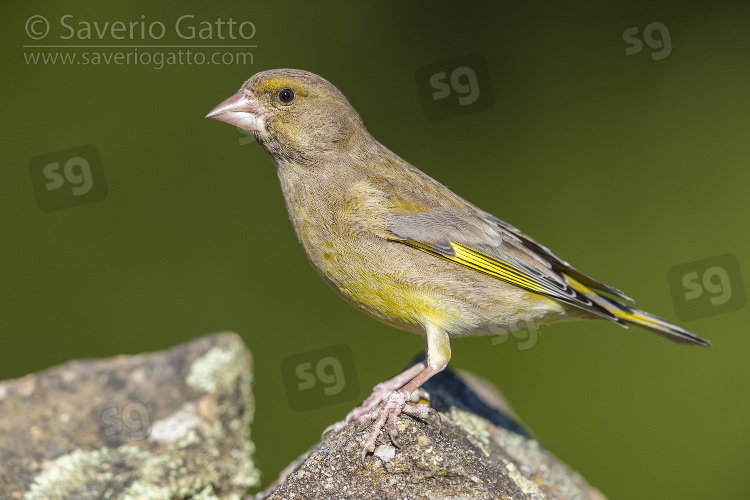 European Greenfinch, side view of an adult female standing on a rock