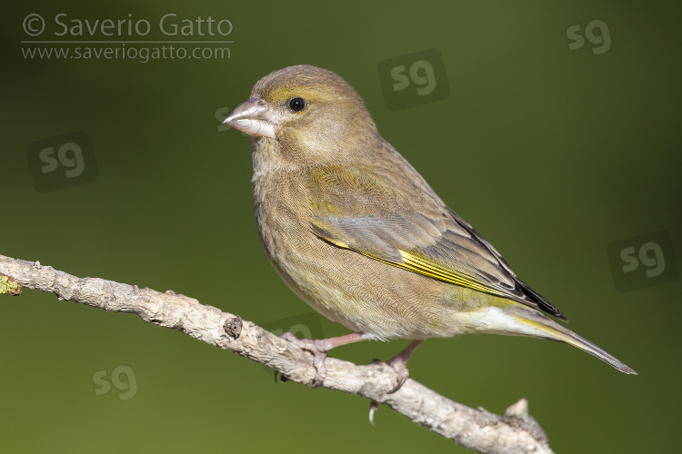 European Greenfinch, side view of a first winter female perched on a branch