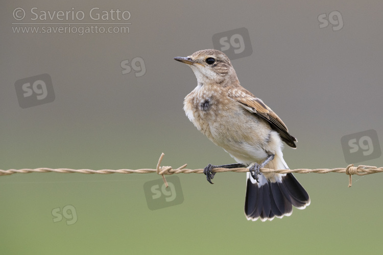 Capped Wheatear, juvenile perched on a barbed wire