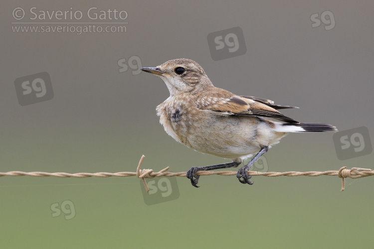 Capped Wheatear, juvenile perched on a barbed wire