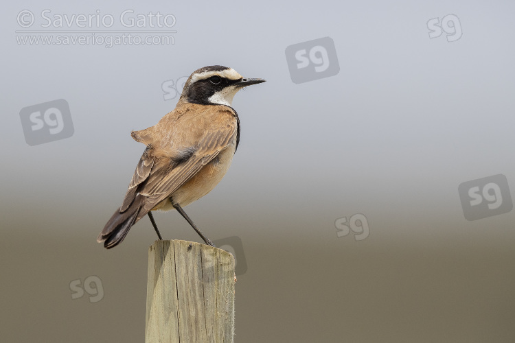 Capped Wheatear, adult standing on a post