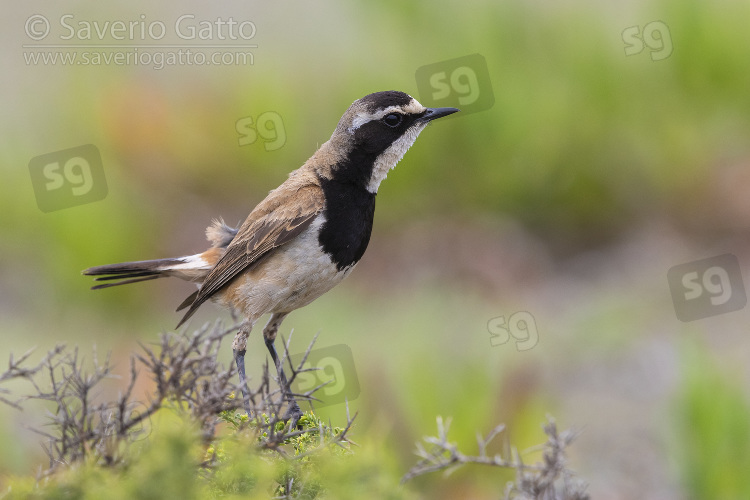 Capped Wheatear, side view of an adult perched on a bush