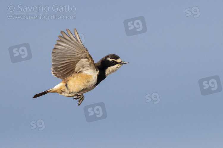 Capped Wheatear, side view of an adult in flight