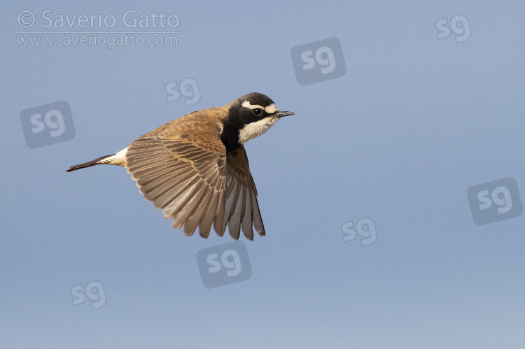 Capped Wheatear, side view of an adult in flight