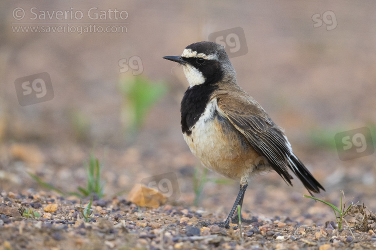 Capped Wheatear, side view of an adult standing on the ground with material for the nest in its bill