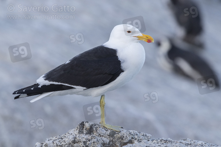 Kelp Gull, side view of an adult standing on a rock