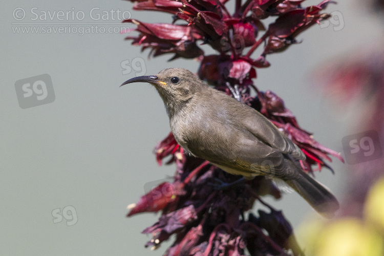 Nettarinia due collari meridionale