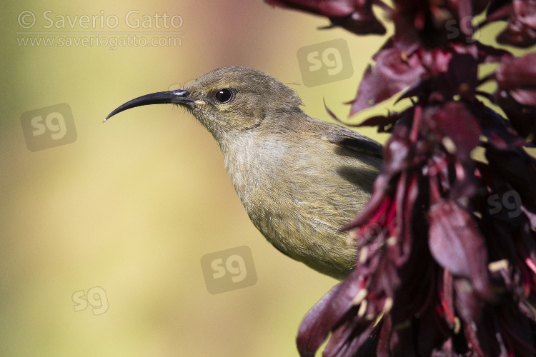 Southern double-collared sunbird, side view of a juvenile perched on some flowers